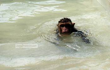 গরমে অতিষ্ঠ বানরের ডুব সাঁতার
