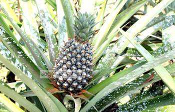 সুদৃশ্য আনারস