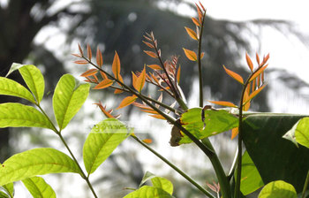 সবুজ পাতার হাতছানি