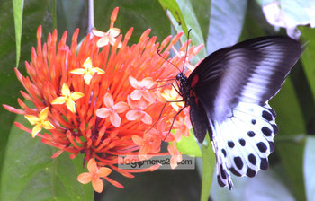 রঙ্গন ও প্রজাপতির মিতালী