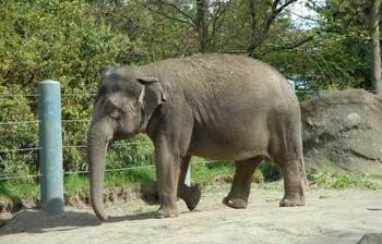 চেনা প্রাণীর অজানা কথা