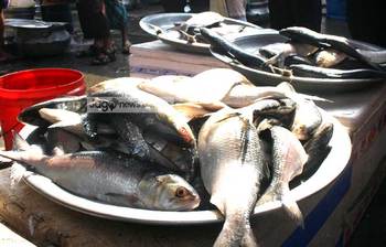 যাত্রাবাড়ি মৎস্য আড়তে বিক্রির ধুম