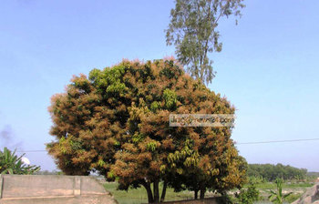 মুকুলে ছেয়েছে আম্রকানন