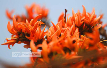 লাগলো আগুন পলাশ বনে