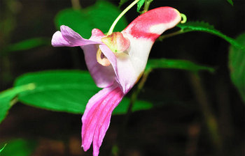 অদ্ভুত কিছু ফুল