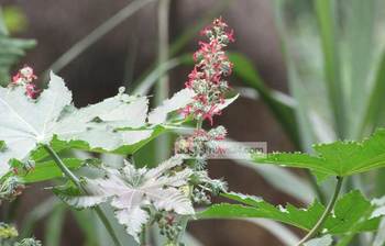 হারিয়ে যাচ্ছে শরীয়তপুরের ভেন্নার চাষ