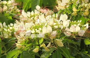 বুনোফুল বনোরা