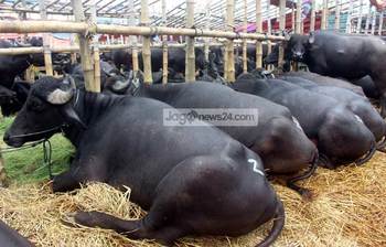 কুরবানির হাটে মহিষের ব্যাপক চহিদা