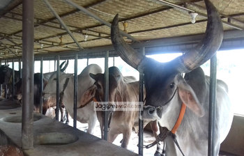 কোরবানির পশু বিক্রিতে লাভবান কুষ্টিয়ার কৃষকরা