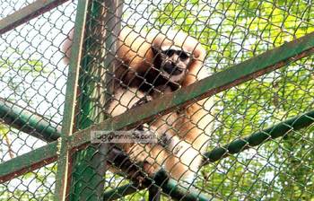 ঢাকা চিড়িয়াখানার ৬ দর্শকপ্রিয় প্রাণি