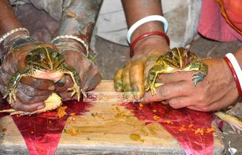 দিনাজপুরে ব্যাঙের বিয়ে!