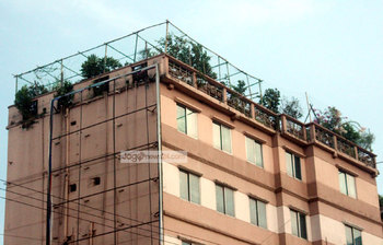 বাড়ির ছাদে সবুজ বাগান