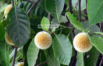 বৈশাখে ফুটেছে আষাঢ়ের কদম