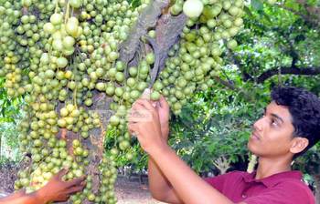 টক মিষ্টি লটকন