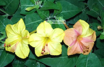 সন্ধ্যায় ফোটে যে ফুল