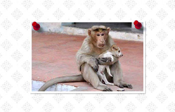 কুকুর ছানার বানর মা