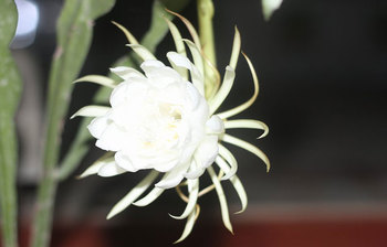 নাগরপুরে নাইট কুইন