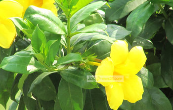 হলদে রাঙা অলকানন্দা ফুল