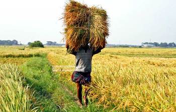 সোনালি ধানের হাসি