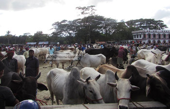 কুরবানির হাটে গরু আছে ক্রেতা নেই