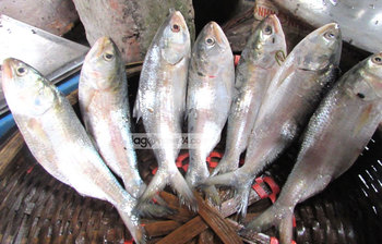 পদ্মার বুকে ইলিশ ধরার দৃশ্য