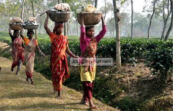 চায়ের রাজধানী শ্রীমঙ্গলের অপরূপ দৃশ্য