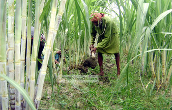 আখের ক্ষেতে ব্যস্ত কৃষক