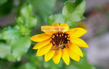 নজরকাড়া ছোট সূর্যমুখী