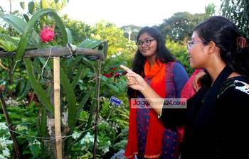 বৃক্ষমেলায় ফুলের বাগান