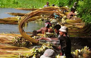 মুন্সীগঞ্জে শাপলা বিক্রি করে চলছে শতাধিক পরিবার