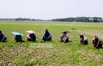 সোনালি আঁশের ক্ষেত
