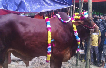 জমে উঠতে শুরু করেছে রাজধানীর কুরবানির হাট