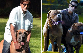 বলিউড তারকাদের পোষ্য