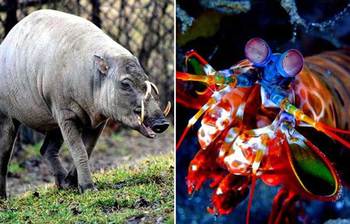 অদ্ভুত চেহারার ৫ প্রাণি