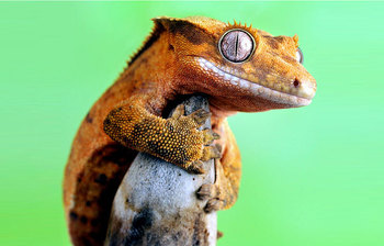 বিলুপ্তির পথ থেকে ফিরে আসা প্রাণিরা
