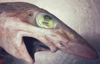 গভীর সমুদ্রের আজব প্রাণী