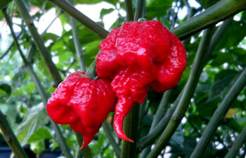 বিশ্বসেরা ৬ প্রজাতির ঝাল মরিচ