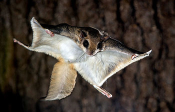 ডানা ছাড়া উড়তে পারে যেসব প্রাণি