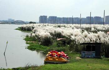 দিয়াবাড়ির নজরকাড়া কাশবন
