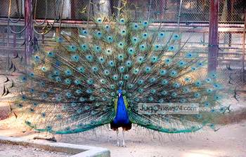 চিড়িয়াখানার বিচিত্র প্রাণী