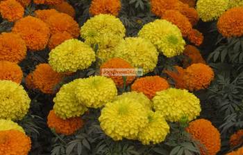 হলুদ গাঁদার ফুল