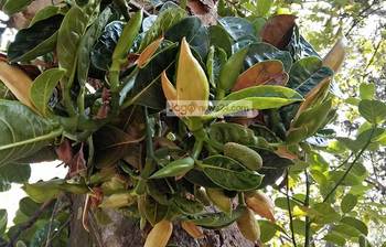 কাঁঠালের মুকুল