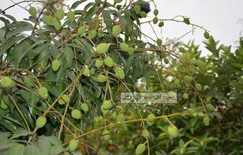 দিনাজপুরের লিচুর রাজ্য