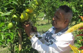 দেশের সবচেয়ে বড় মালটা বাগান পিরোজপুরে!