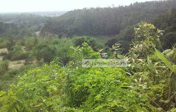 পাহাড়ে সবুজের সমারোহ