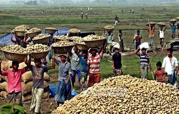 আলু তোলার উৎসব