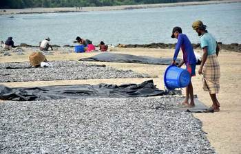 ছেড়াদ্বীপের শুঁটকি রাজ্য