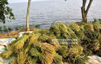 ডুবে যাওয়া আধাপাকা ধান তুলছে হাওরের কৃষক