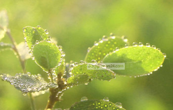 শীতের চোখজুড়ানো শুভ্র শিশির