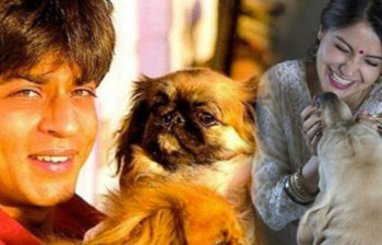 বলিউড তারকাদের প্রিয় পোষ্য